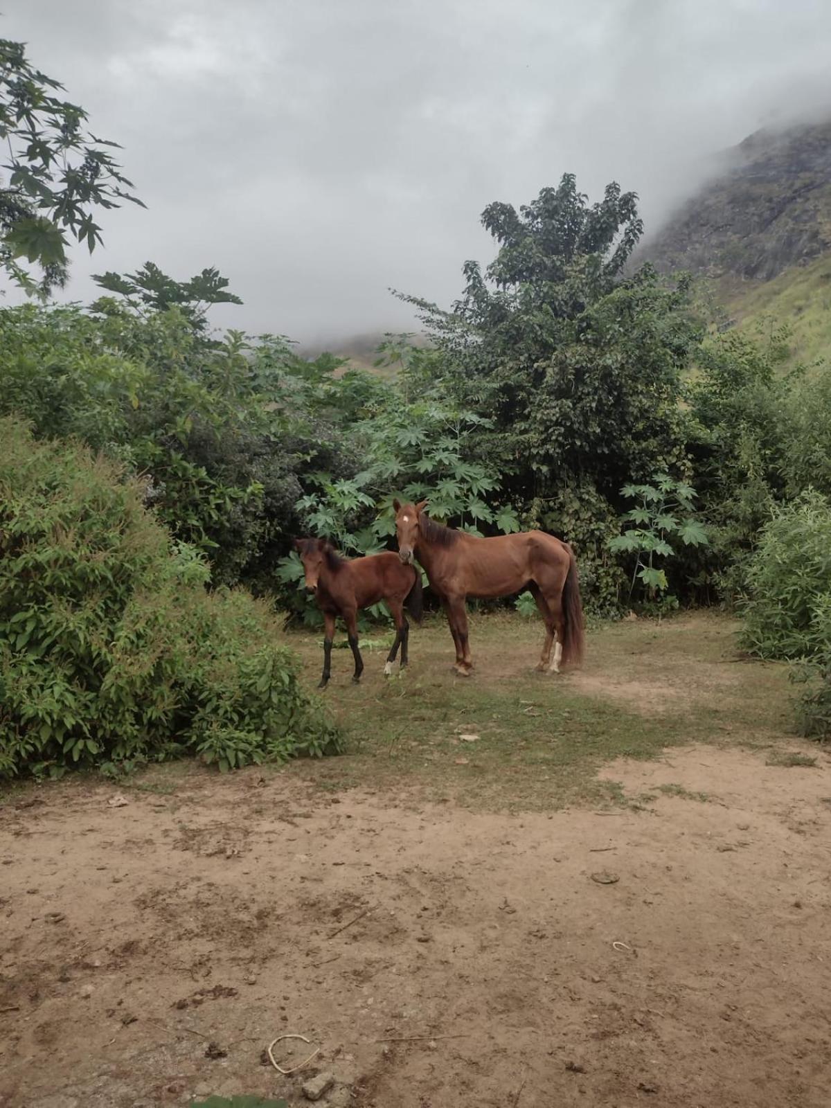 Pousada Quinta De Areal Alberto Torres エクステリア 写真